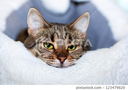 A cat with striking green eyes is lazily laying on a white blanket A cat with striking green eyes is lazily laying on a white blanket 123479820
