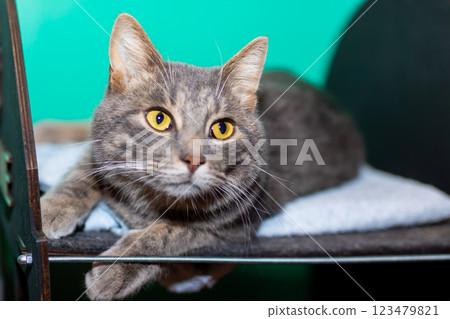 A cat is comfortably laying on a towel while looking directly at the camera A cat is comfortably laying on a towel while looking directly at the camera 123479821