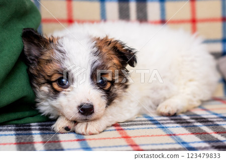 A small brown and white puppy is comfortably laying on a plaid blanket 123479833