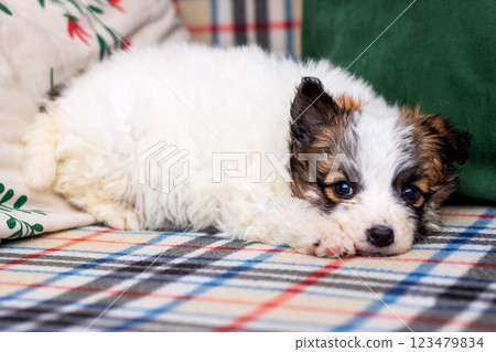 A small brown and white puppy is comfortably laying on a plaid blanket 123479834