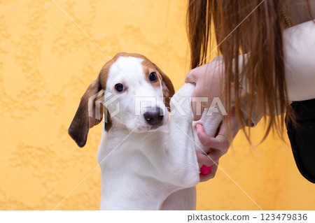 A woman is gently holding a towel over a brown and white dog 123479836