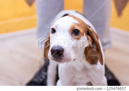 A brown and white dog is attentively looking directly at the camera 123479837