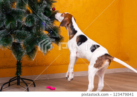 A brown and white dog is standing proudly in front of a christmas tree 123479841