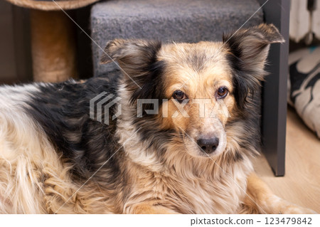A dog is laying comfortably on the floor and looking directly at the camera A dog is laying comfortably on the floor and looking directly at the camera 123479842