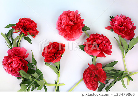 Pattern of beautiful burgundy live peonies on light background, abstract floral arrangement for holiday card. Design template and screen background. Spring greeting concept 123479866