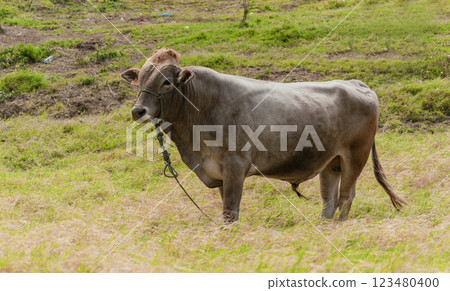 Portrait of an adult calf in the field, close up of a gray bull in the grass with copy space 123480400