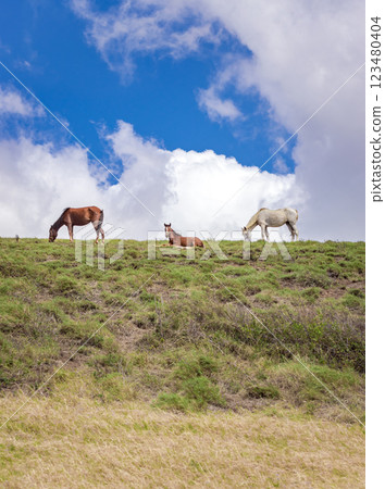 Horses grazing on a hill with blue sky in the background, Horses eating grass on a hill with blue sky in the background Horses grazing on a hill with blue sky in the background, Horses eating grass on a hill with blue sky in the background 123480404