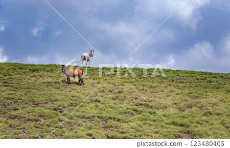 Horses grazing on a hill with blue sky in the background, Horses eating grass on a hill with blue sky in the background Horses grazing on a hill with blue sky in the background, Horses eating grass on a hill with blue sky in the background 123480405