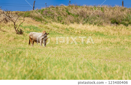 Portrait of an adult calf in the field, close up of a gray cow in the grass with copy space Portrait of an adult calf in the field, close up of a gray cow in the grass with copy space 123480406