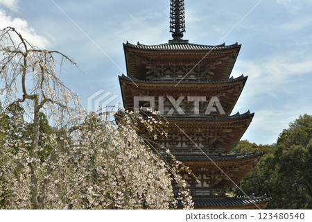 醍醐寺總本山:五重塔與櫻花(京都市伏見區) 醍醐寺總本山:五重塔與櫻花(京都市伏見區) 123480540