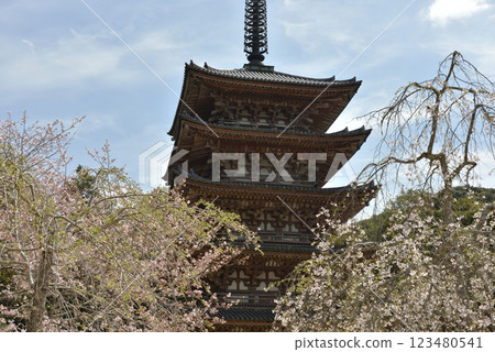 醍醐寺總本山:五重塔與櫻花(京都市伏見區) 醍醐寺總本山:五重塔與櫻花(京都市伏見區) 123480541