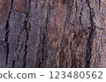 Close-Up of Rough Tree Bark Texture, Dark Brown Natural Wood Surface Background 123480562