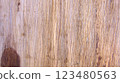 Light Brown Wood Texture, Under Bark Tree Surface with Natural Vertical Lines Grain, Close up 123480563
