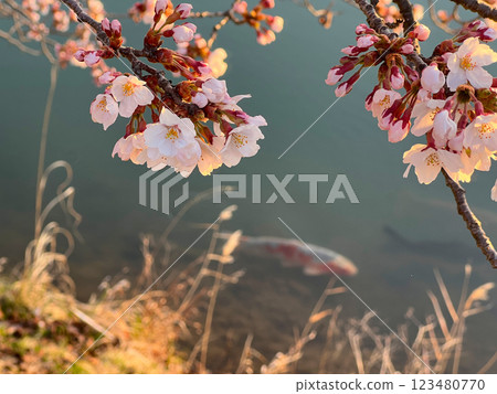 Cherry blossoms at the water Cherry blossoms at the water 123480770