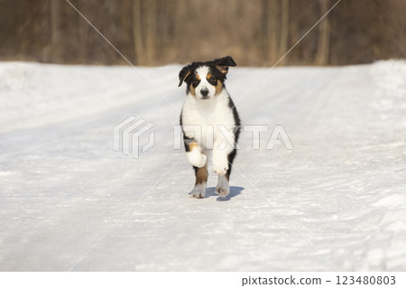 Tricolor Australian Shepherd Aussie Border Collie puppy runs towards a meeting. jump photo. winter photo Tricolor Australian Shepherd Aussie Border Collie puppy runs towards a meeting. jump photo. winter photo 123480803
