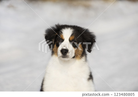 Portrait of a tricolor Australian Shepherd Aussie Border Collie puppy against a background of snow 123480805