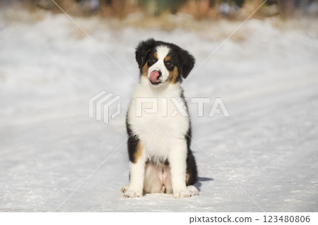 Portrait of a tricolor Aussie Australian Shepherd puppy sitting. Photo in winter against a background of snow 123480806