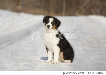 Portrait of a tricolor Aussie Australian Shepherd puppy sitting. Photo in winter against a background of snow 123480807