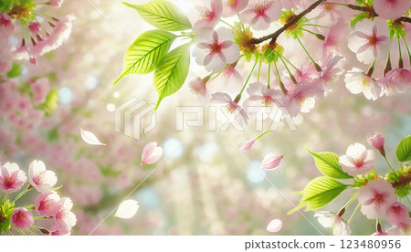 Spring splendor: Close-up of cherry blossoms and young leaves 123480956