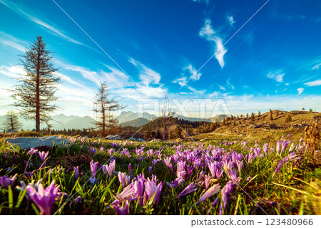 Spring crocus flowers in the green grass, Velika Planina, Kamnic, Slovenia Spring crocus flowers in the green grass, Velika Planina, Kamnic, Slovenia 123480966