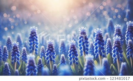 A fantastical field of muscari flowers 123481017