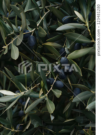 The bountiful black olives hanging on olive tree branches signify the richness and fertility of the orchard, encapsulating the essence of agriculture in the Mediterranean countryside 123481280