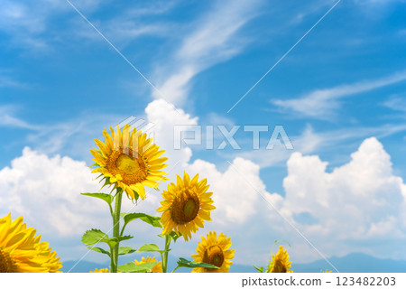 "Summer Landscape" Midsummer blue sky and sunflowers 123482203
