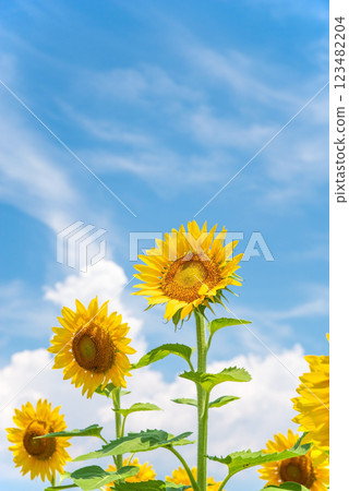 "Summer Landscape" Midsummer blue sky and sunflowers "Summer Landscape" Midsummer blue sky and sunflowers 123482204