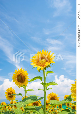 「夏日風景」盛夏藍天與向日葵 「夏日風景」盛夏藍天與向日葵 123482205