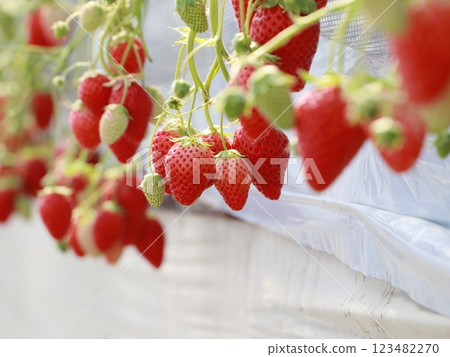 Bright red strawberries in a strawberry picking greenhouse 123482270