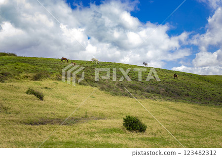 Horses on a hill with blue sky, family of horses resting on a hill with clouds and blue sky 123482312
