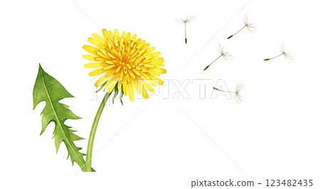 又柔又溫和!水彩蒲公英插圖 又柔又溫和!水彩蒲公英插圖 123482435