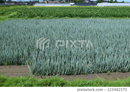 Green onion field Shonai, Yamagata Prefecture 123482573