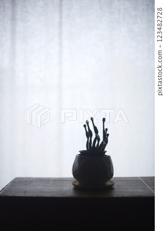 A potted plant by the window basking in the morning sun through the curtains A potted plant by the window basking in the morning sun through the curtains 123482728