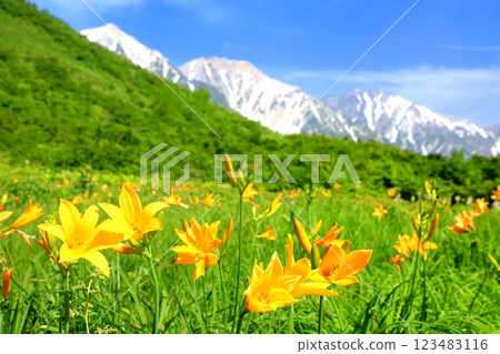 白馬三山和萱草 白馬三山和萱草 123483116