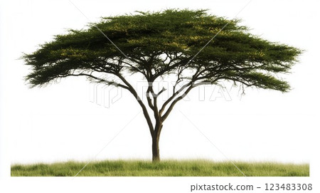 Wide Spreading African Acacia Tree with Golden Leaves on a Clear Background 123483308
