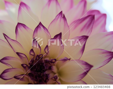 Pink dahlia "Wedding March" blooming in October 123483408