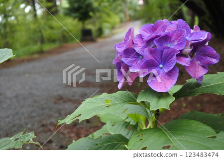 繡球花, 六月, 梅雨, 道路, 散步道, 長廊 123483474