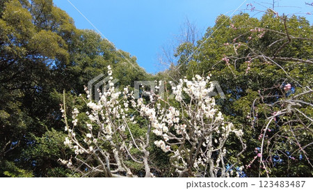 Plum blossoms 50% in bloom 123483487