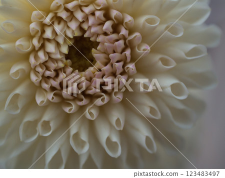 十月盛開的白色大麗花“棉花糖” 十月盛開的白色大麗花“棉花糖” 123483497