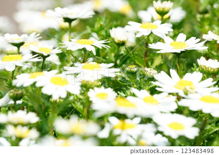 白花 白花 123483498