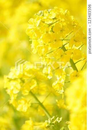 強姦開花 123483506