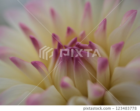 Pink dahlia "Kitty" blooming in October 123483778
