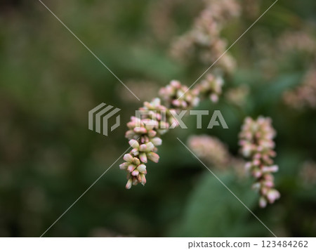 十月盛開的小靛藍花朵 十月盛開的小靛藍花朵 123484262