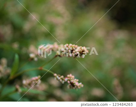 十月盛開的小靛藍花朵 十月盛開的小靛藍花朵 123484263