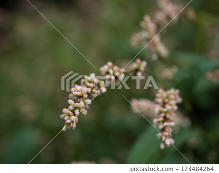 十月盛開的小靛藍花朵 123484264