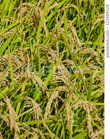 Japanese Rural Scenery and Rice Harvest: The Bounty of Agriculture 123484328