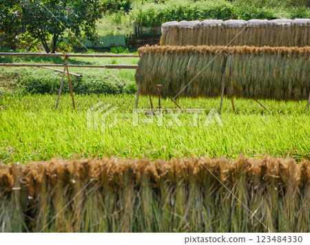 Japanese Rural Scenery and Rice Harvest: The Bounty of Agriculture 123484330