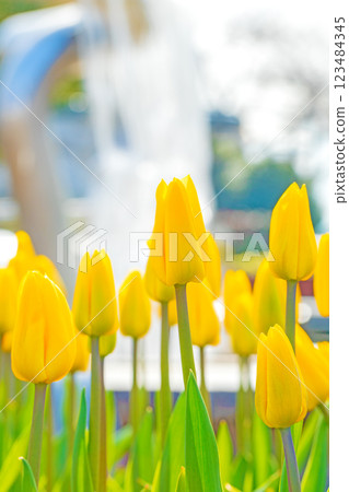 Flowers around the house, various in the four seasons. Beautiful early-blooming tulips have bloomed in the flower bed of the botanical garden. Flowers around the house, various in the four seasons. Beautiful early-blooming tulips have bloomed in the flower bed of the botanical garden. 123484345