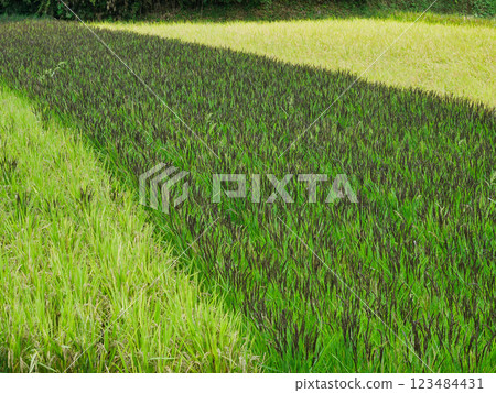 Japanese Rural Scenery and Rice Harvest: The Bounty of Agriculture Japanese Rural Scenery and Rice Harvest: The Bounty of Agriculture 123484431